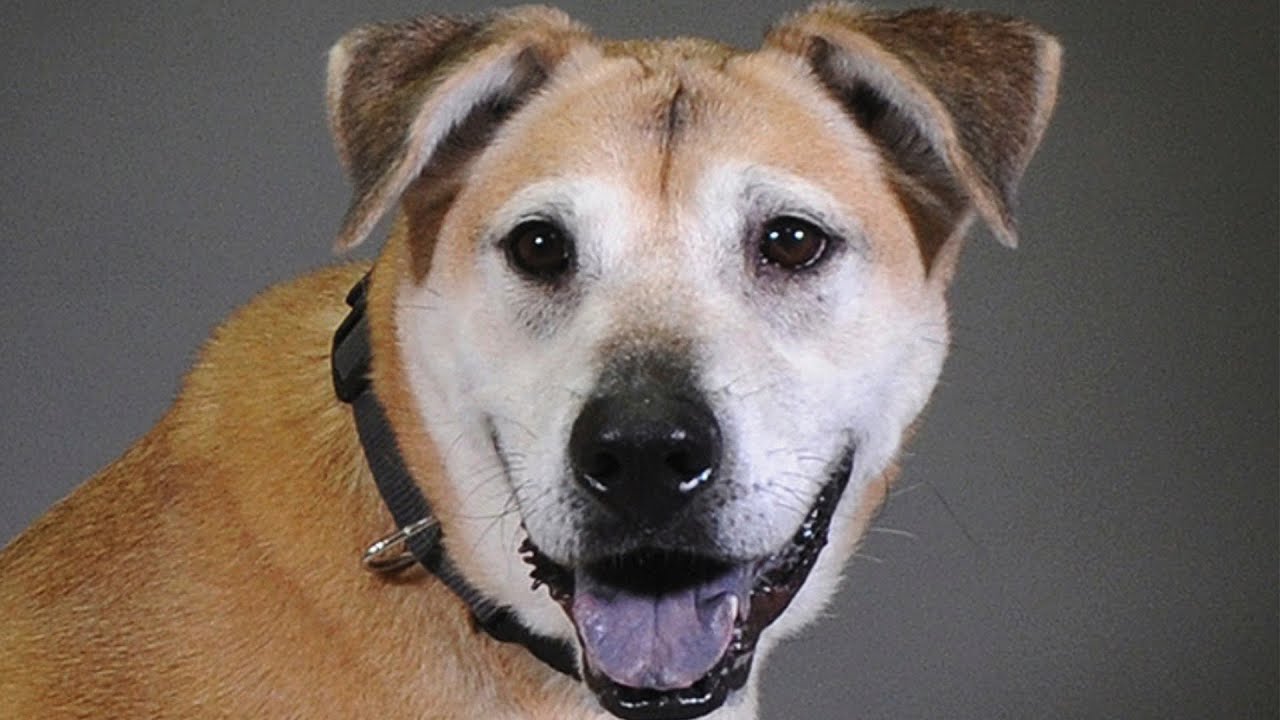 Clear the Shelters 2025 Adoptable Pets!