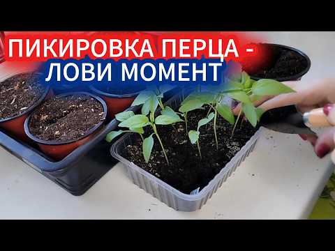 Stress-free pepper transplanting: choosing the perfect moment. Planning a pepper bed layout.