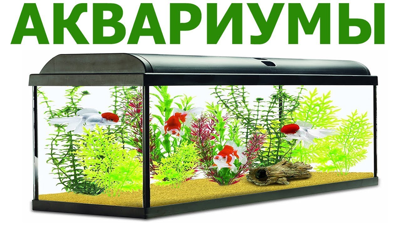 Магазин Аквариум Тверь Тверской Проспект Дни Работы Магазин Аквариум Тверь Тверской Проспект Дни Работы