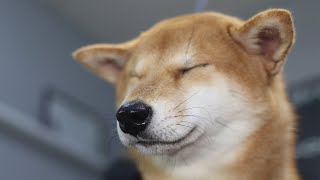 Shiba Inu Dog Grooming | How To Groom Your Pet?