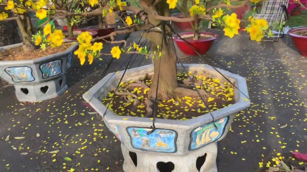 Công viên Gia Định 29 tết 2026 