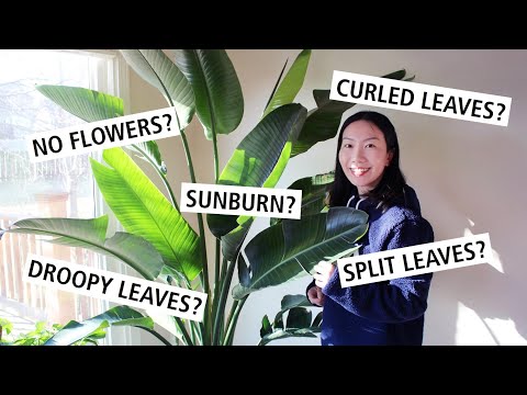 Vidéo: Heliconia Disease Guide - Heliconia Plant Diseases And Treatment