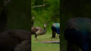 Peacock Sound || peacock Song || Status Video #shorts || #peacockvideo screenshot 1