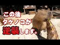 カピバラさんがタケノコたべたら・・・【ASMR】Capybara eat bamboo shoots