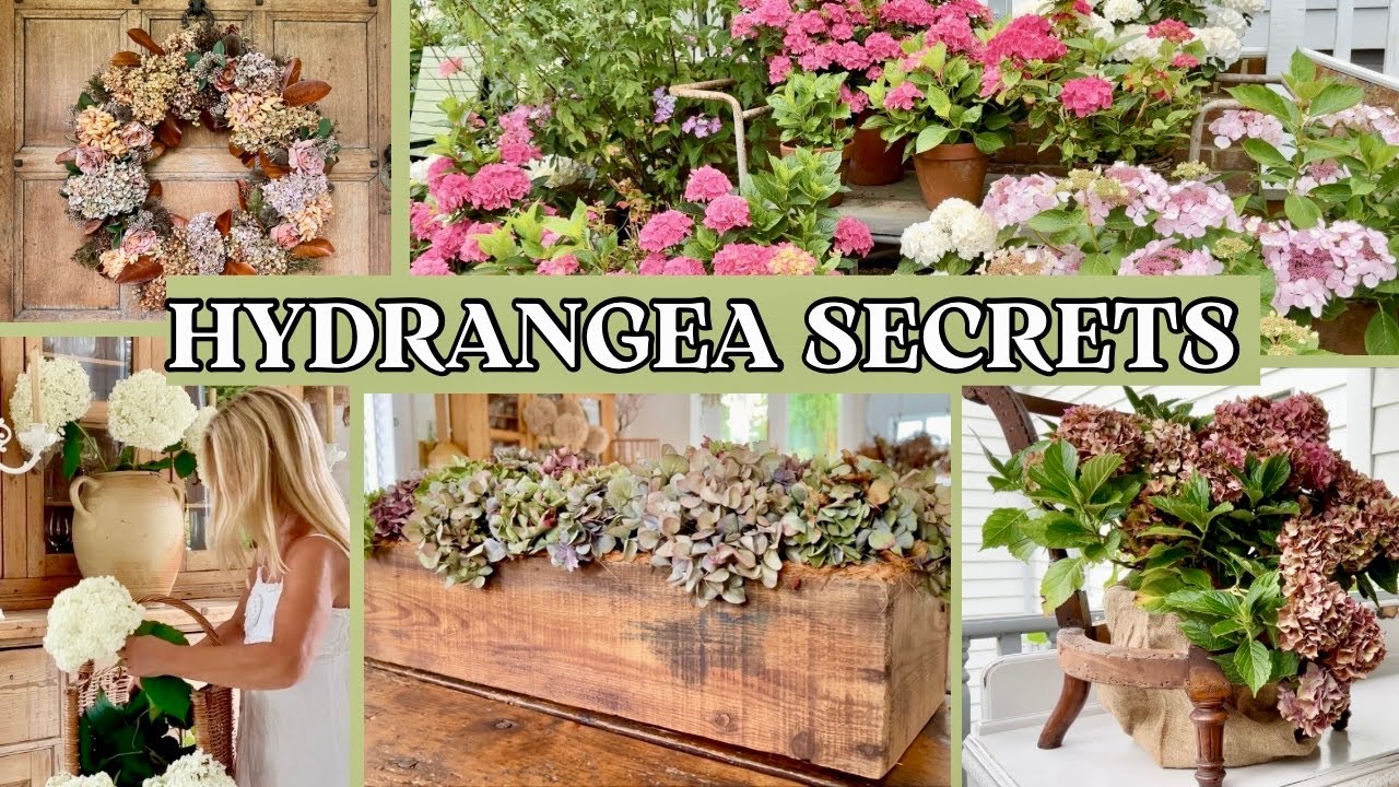 Полное руководство по выращиванию и оформлению гортензий для домашнего декора