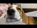 【Vlog vol.22】悪いけどここで寝かせてもらうよ#ビーグル #beagle #dog #doglover #ナイトルーティン