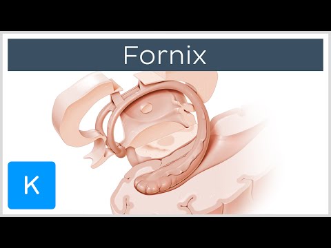 Fornix of the Brain: Structure & Function - Human Anatomy | Kenhub