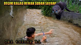 Membuat Anda Tersentuh!!! Reaksi Oki the Smart Otter apabila melihat Rizki Art lemas