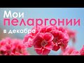 Мои пеларгонии. 3-е декабря.