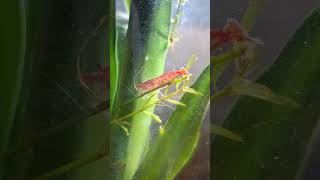 Shrimp Ready for Breedings #aquarium #shrimp #breeding #aquascape #aquariumfish #asthetic