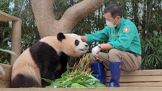 우리 푸바오 참 많이 컸다 Fubao's Happy Day with Grandpa