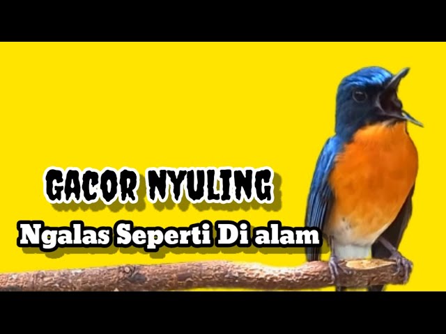 Suara panggilan tledekan gunung gacor nyuling ngalas seperti di alam liar class=