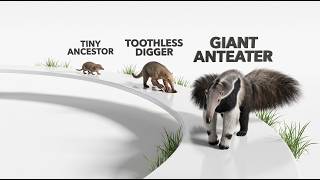 How a Tiny Mammal Evolved a 2-Foot Tongue (Giant Anteater Evolution)