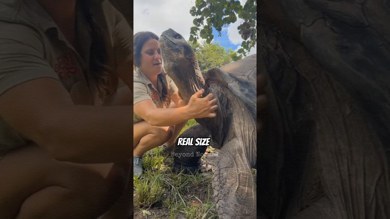 Animal will shock you with thier real size 🤯😱 (pt3)