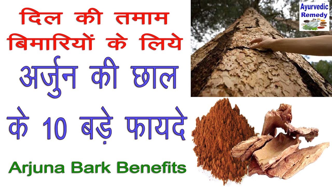 अर्जुन की छाल के फायदे arjuna bark benefits arjuna arjuna herb