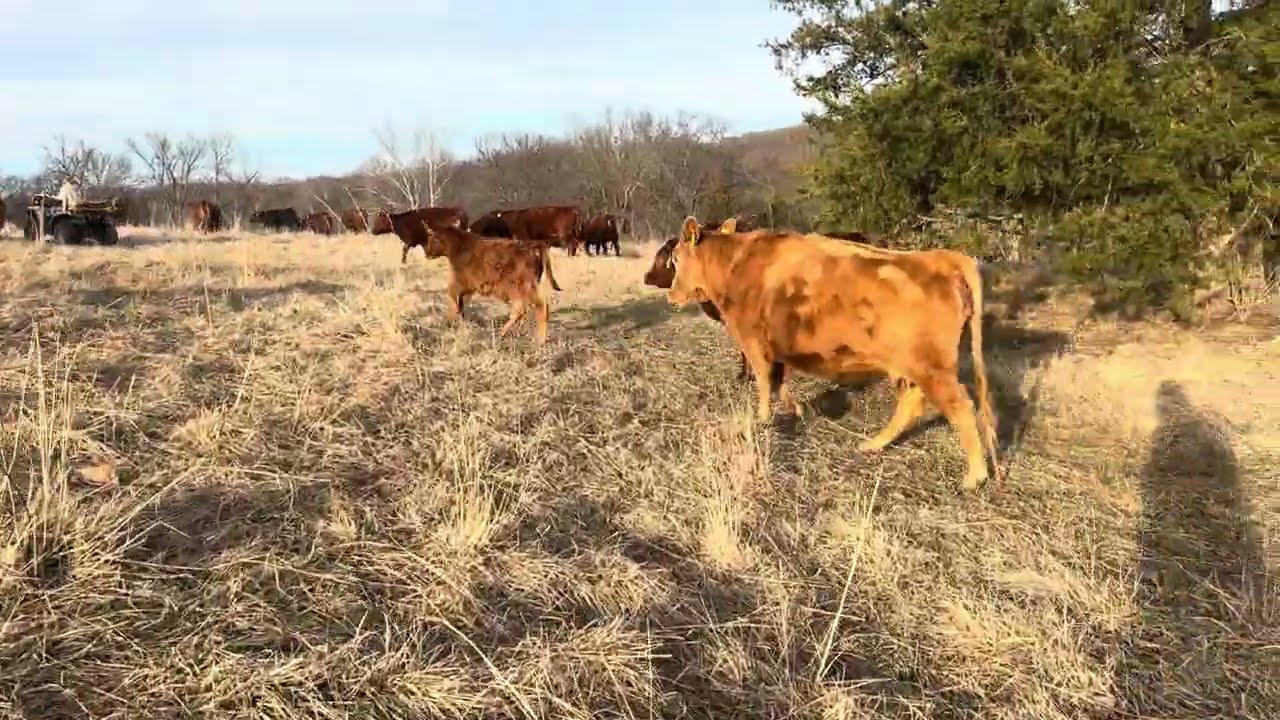 Грег и Джуди довольны тем, как хорошо себя чувствуют их животные (крупный рогатый скот, овцы и ст...