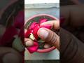 Grow Rose Plant From Flower Bud 