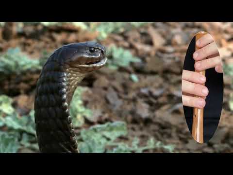 Video: ¿Cómo encantar a una serpiente?