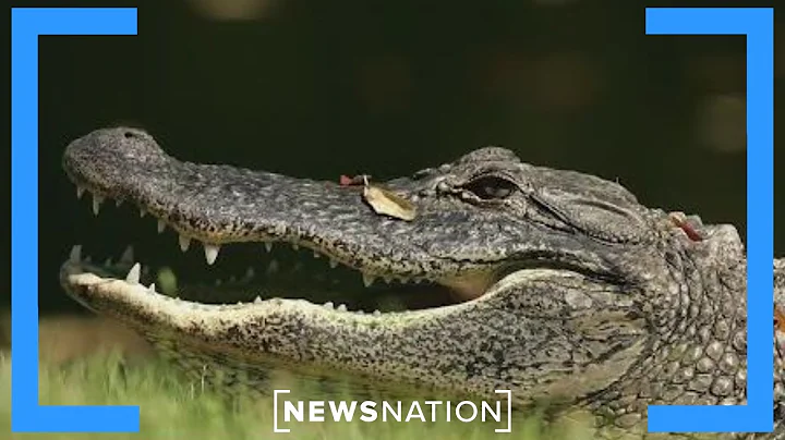 Person killed in alligator attack near Myrtle Beach, police say | Rush Hour