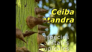 Ceiba pentandra