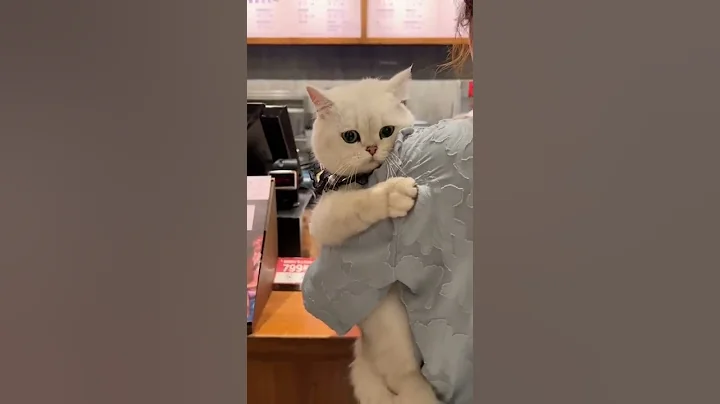 Video 11856521: funniest cats dogs funny, cute cats dogs funniest