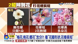 春天賞花櫻花.桃花搞不清 2特徵1秒分辨│中視新聞 20230316