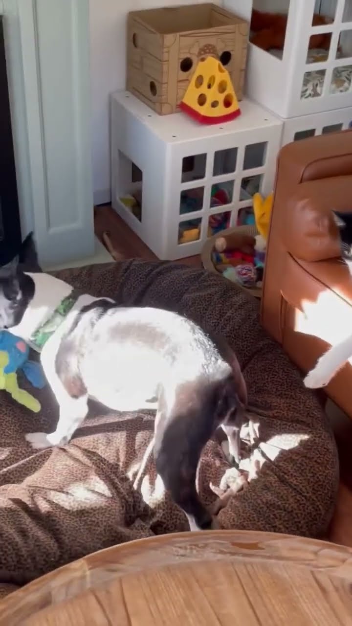 Très drôle le chat ? ? ?