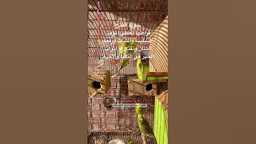 #سورة_الفتح #قرآن #عبدالباسط_عبدالصمد #مصر #اكسبلور #طيور #الحب #البادجي #quran #birds #budgies #us