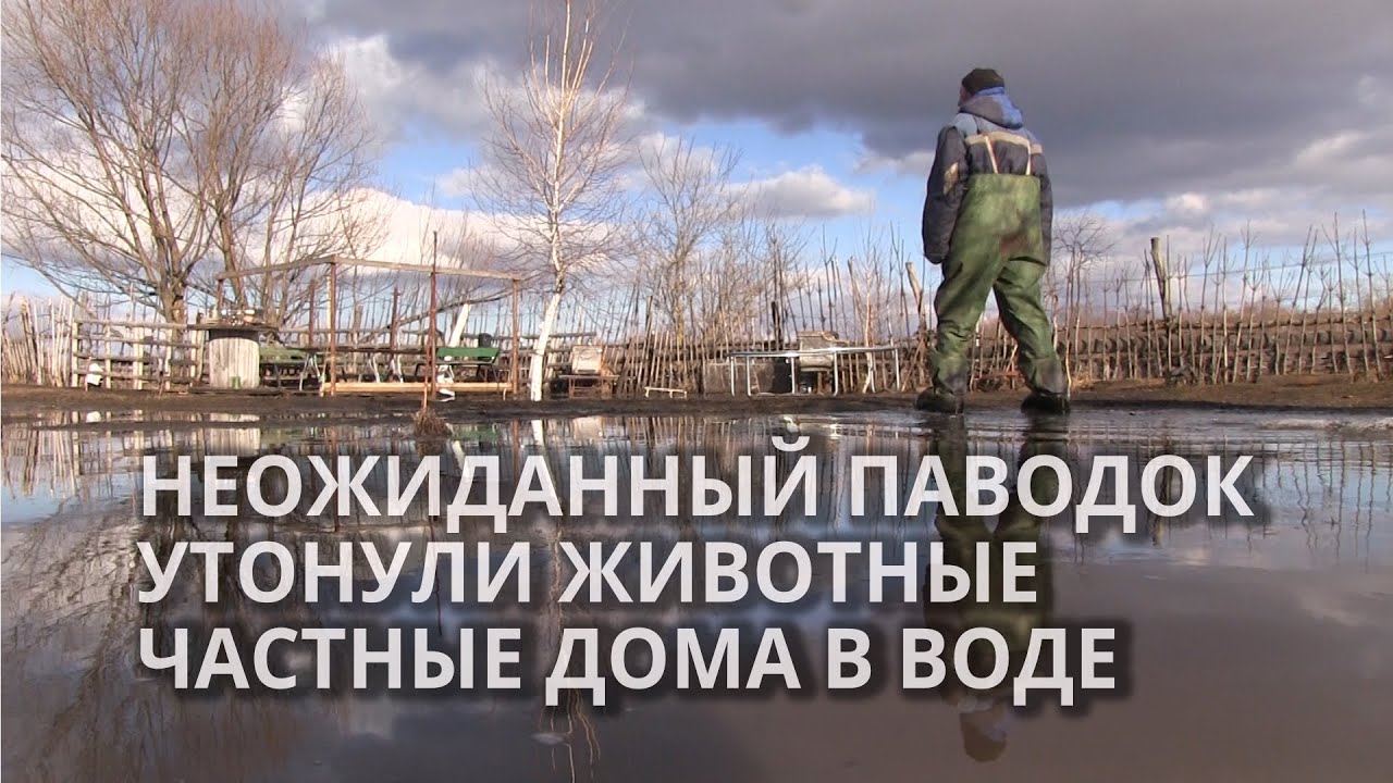 Крупный паводок в Татищево затопил зоопарк