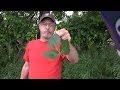 How to never have a serious poison ivy rash again How to never have a serious poison ivy rash again