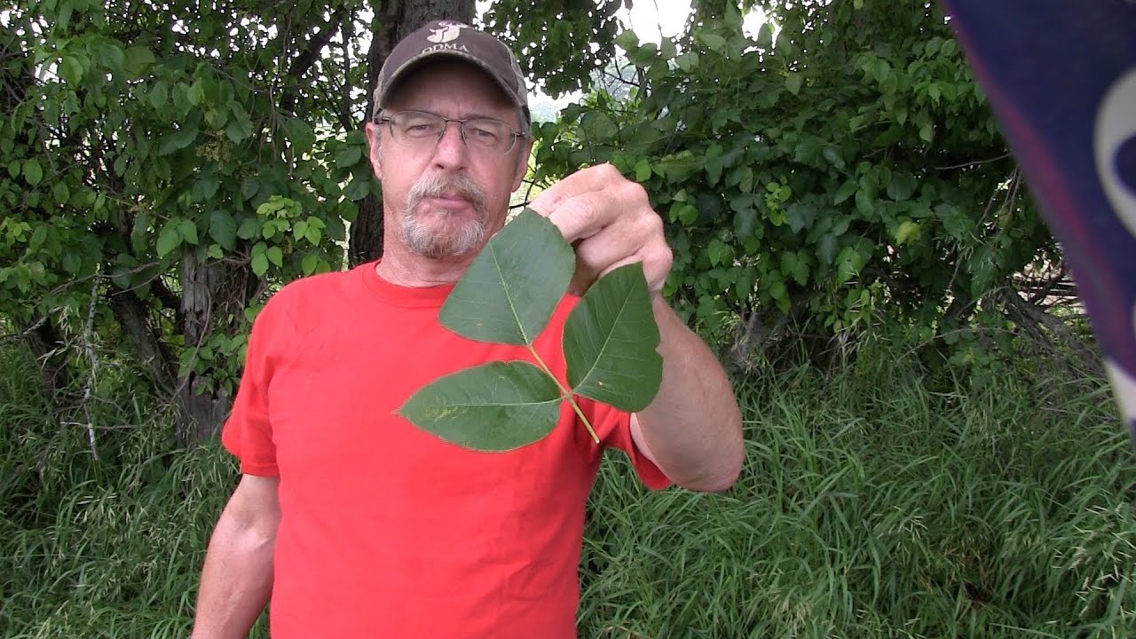 What Kills Poison Ivy Rash The Fastest