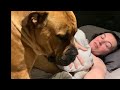 Boerboel wake up mumma boerboel mastiff