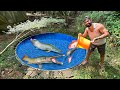100 കിലോ ആകുന്ന മീനിനെ ചൂണ്ട ഇട്ട് പിടിച്ചാലോ? | Giant Arapaima feeding | Fishing Freaks