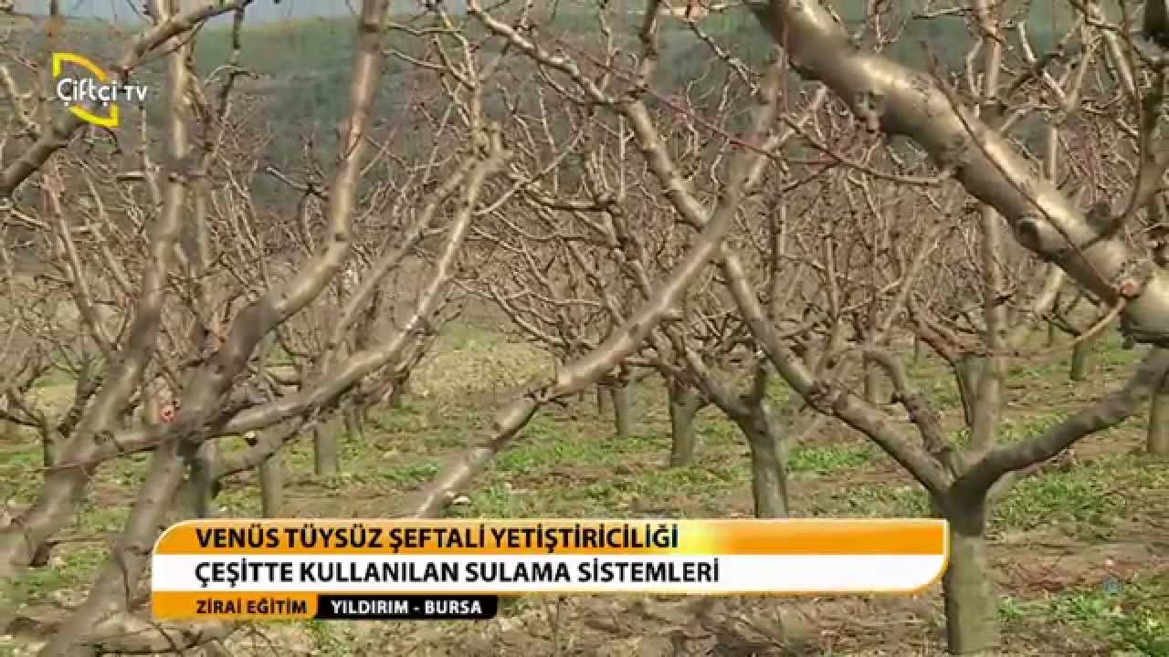 ZİRAİ EĞİTİM - VENÜS TÜYSÜZ ŞEFTALİ YETİŞTİRİCİLİĞİ