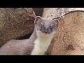 Springendes Hermelin - Jumping Stoat