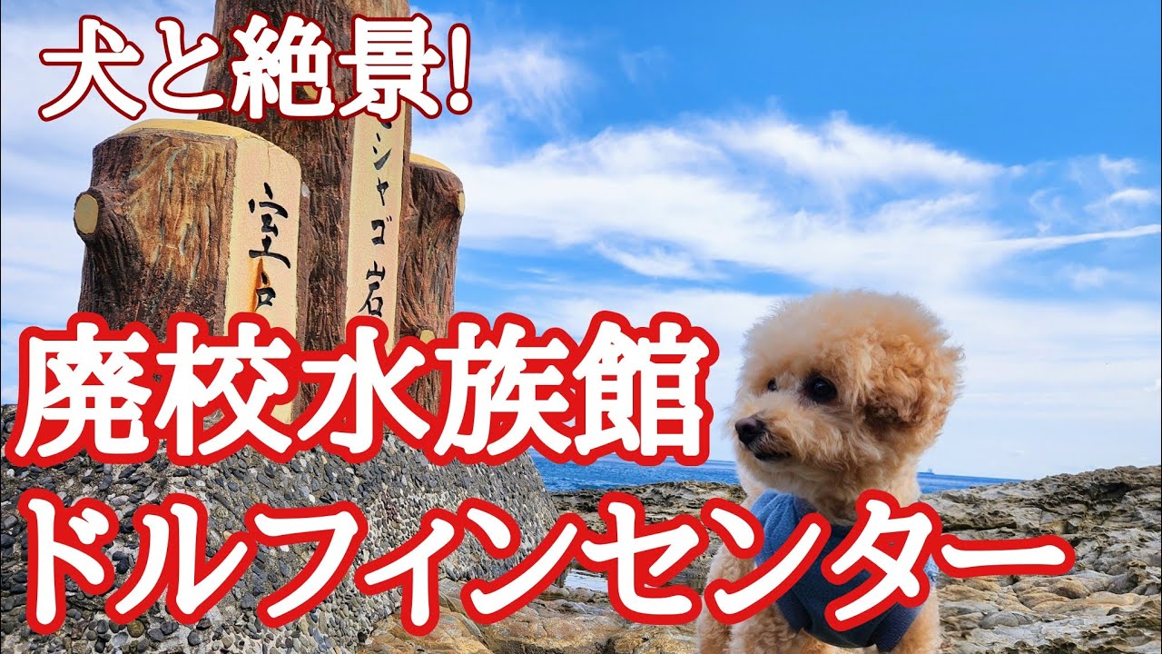 【犬と室戸岬】ポノちゃん小学校入学⁈運命の出会いも？🐶ビショプーのポノ