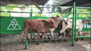 Lote Nro. 17