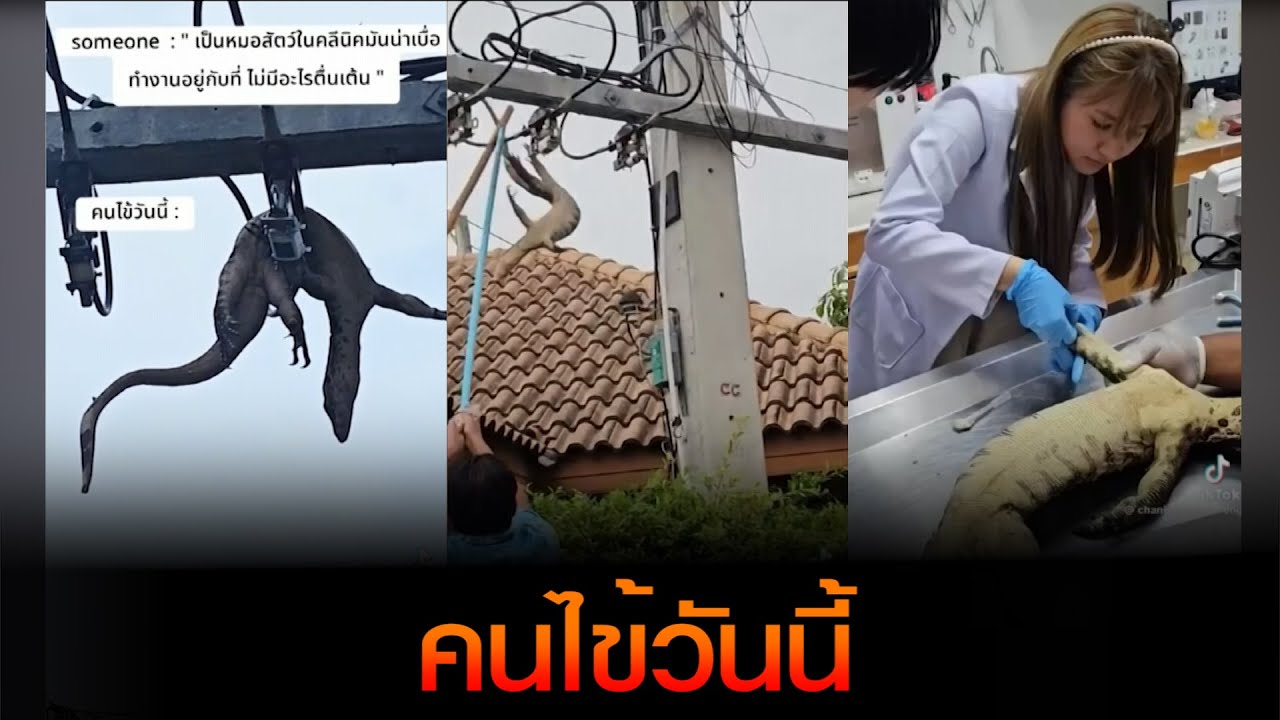 ช่วยปฐมพยาบาลตัวเงินตัวทองถูกไฟช็อต