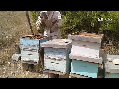 فيديو: كيفية عمل قطع العسل
