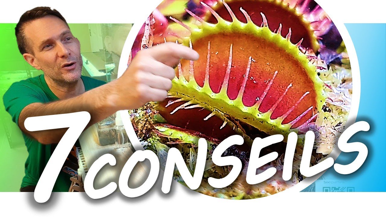PLANTE CARNIVORE : 7 CONSEILS ESSENTIELS pour débutant