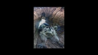 Why is this raccoon so tired?  We think we've found the answer...