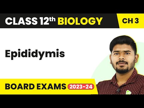 Epididymis - Human Reproduction | Class 12 Biology