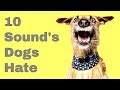 Top 10 Sounds Dogs Hate