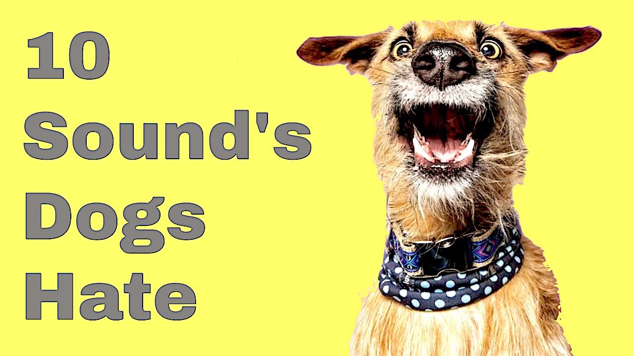Hvilken støy hater hunder mest?