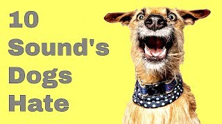 Top 10 Sounds Dogs Hate