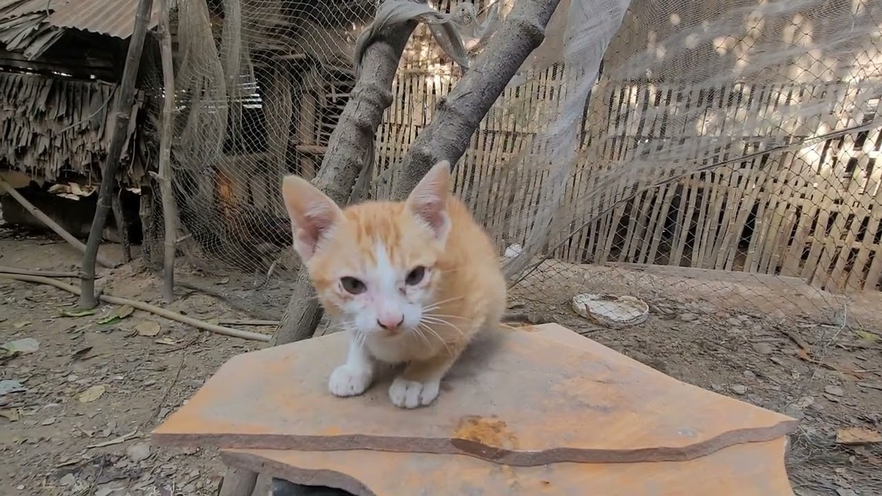 It's my cat's activity.