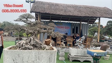 VDBS : CHIA SẺ NHÀ VƯỜN THÀNH ĐÀM - KHU ( TẬP ĐOÀN TRIỆU ĐIỀN ) - TẠI CÔNG VIÊN LONG BIÊN - HÀ NỘI