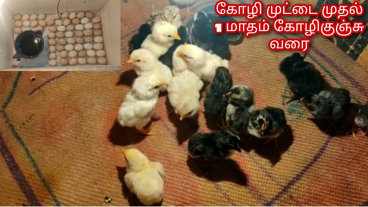 கோழி முட்டை முதல் 1 மாதம் கோழிகுஞ்சு வரை வளர்ப்பு/ Incubator egg process