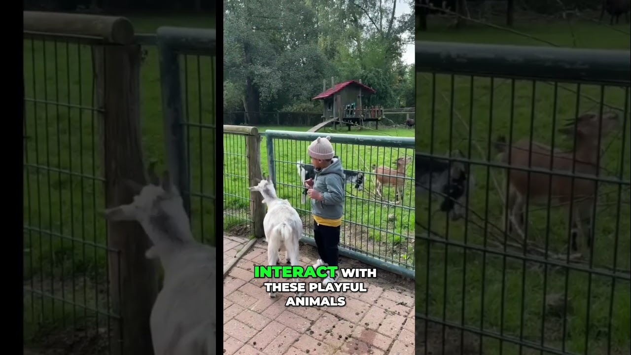 Adorable Goat Adventures  - Zoo Exploration 