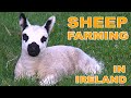 Sheep farming in ireland documentary   a year in the life of an irish sheep farmer